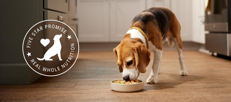 Dog is eating