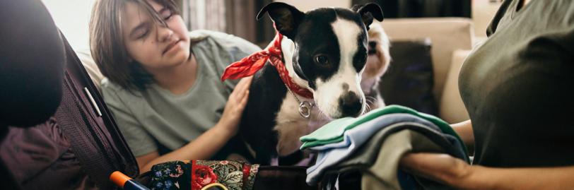 child and dog sitting next to person packing suitcase