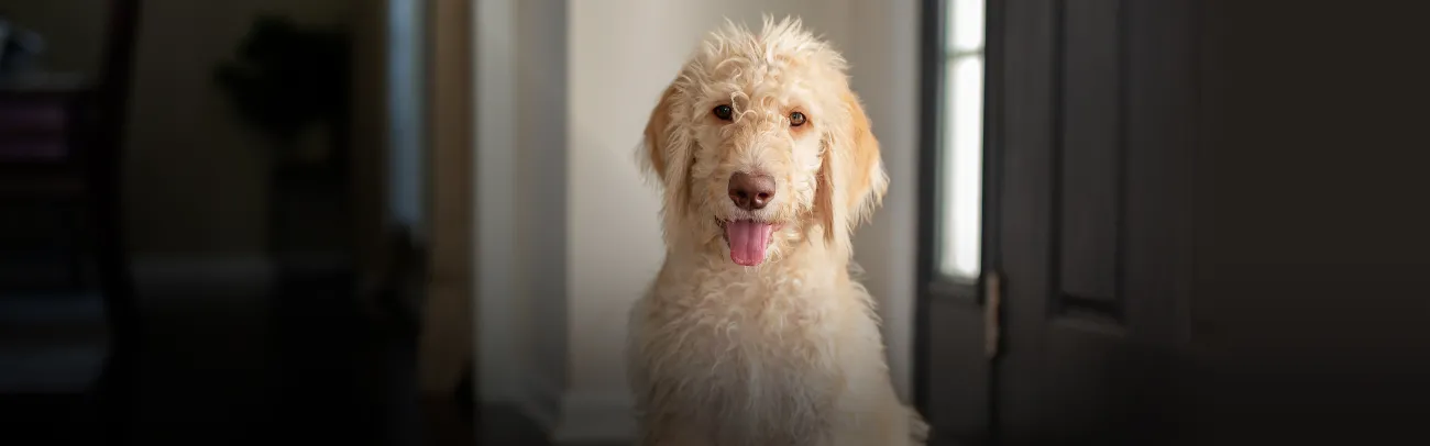 golden doodle dog