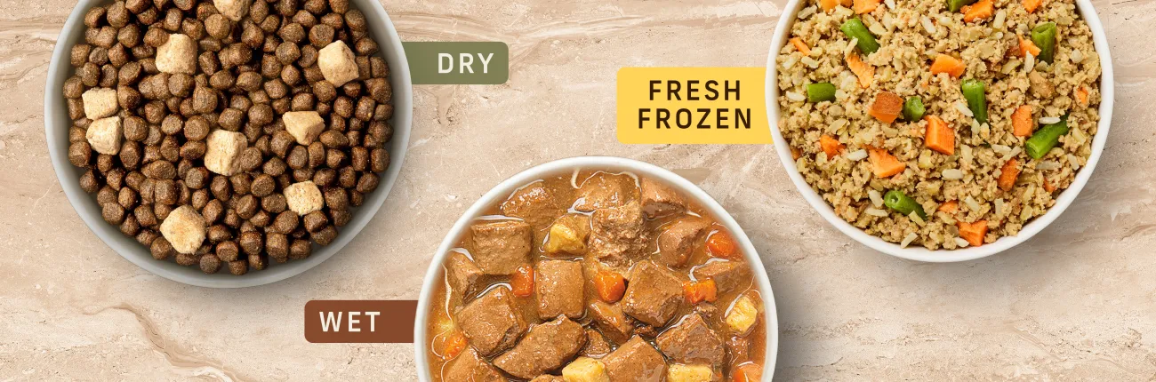 Border collie looking at a bowl of kibble and fresh dog food