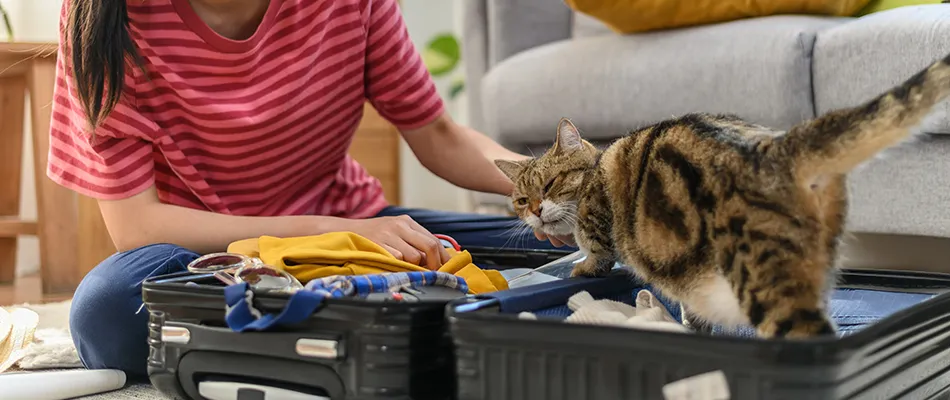 Traveling by Car: Safety, Comfort &amp; Practical Tips Pet safety in cars is crucial. Unrestrained pets can be a distraction and are at risk of injury in an accident. Use a pet car harness for  dogs. For both dogs and cats, secure them in a crate or cage designed for car travel. 