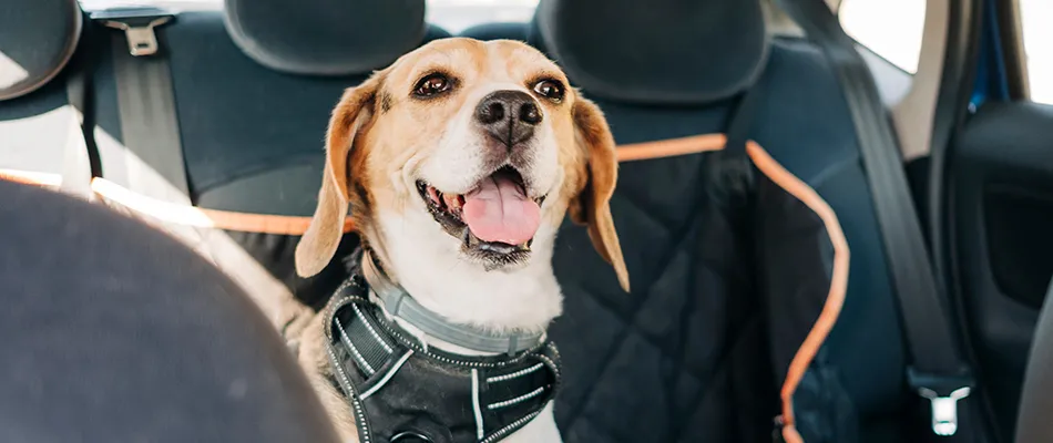 A beagle sitting in the backseat of a car.