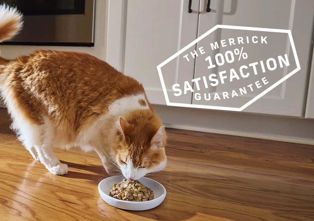 orange and white cat eating from bowl, 100 satisfaction guarantee