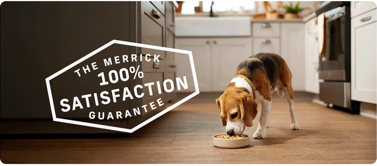 The Merrick 100% Satisfaction Guarantee - beagle dog in kitchen eating his food from a bowl on the floor