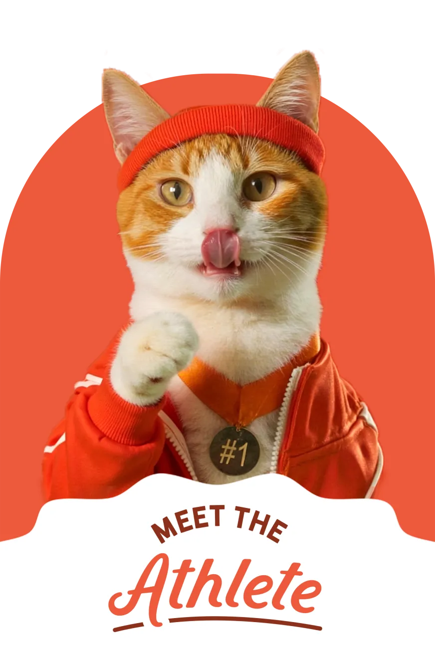 Cat in athletic headband and track jacket