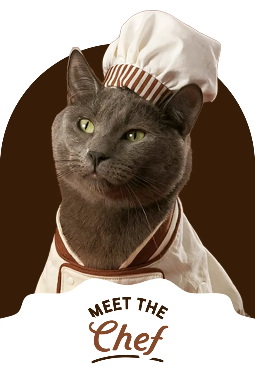 Cat in chef hat and coat