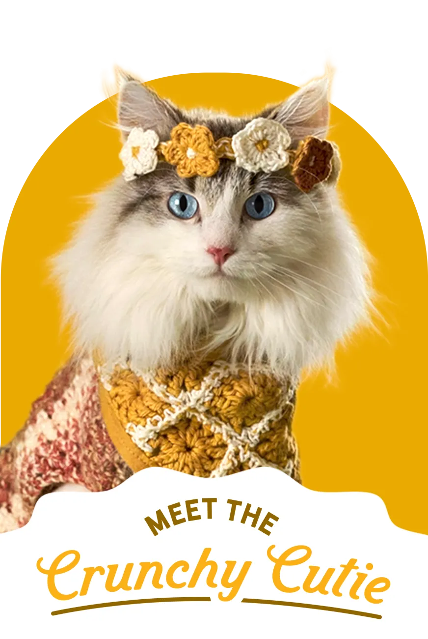 Cat in knitted flower crown and shawl