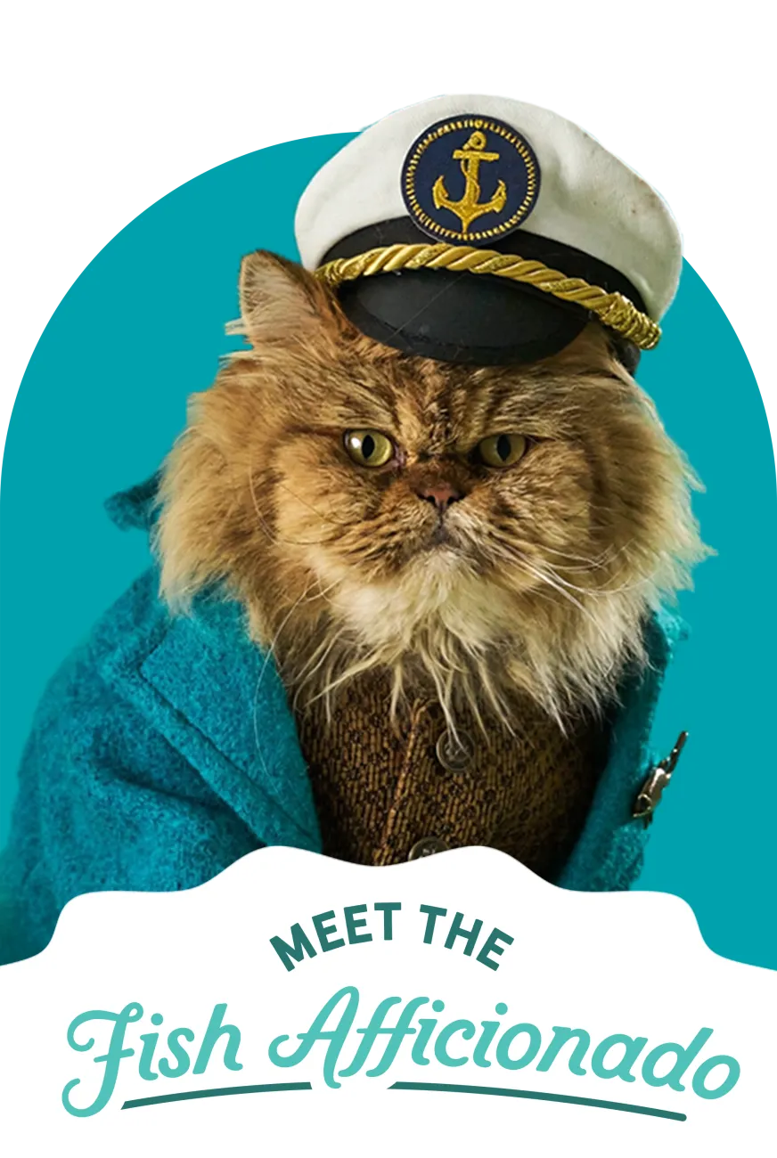 Cat in sailor hat and coat