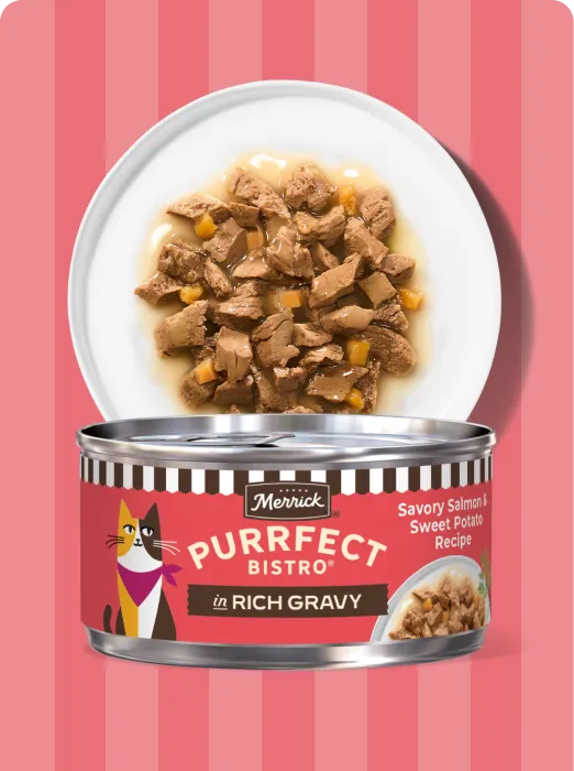 Merrick Purrfect Bistro In Rich Gravy Savory Salmon and Sweet Potato recipe package and product