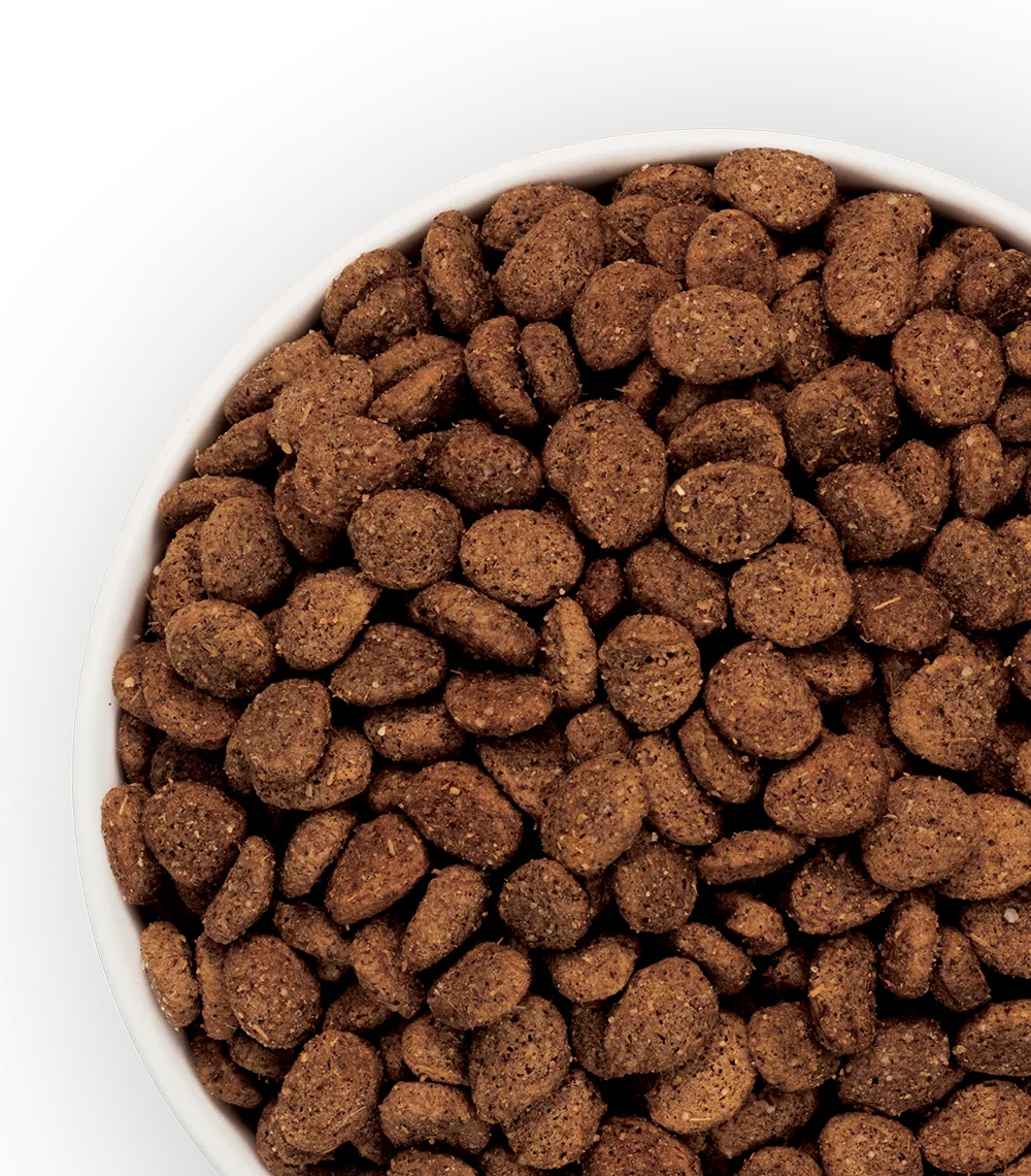 Dry Dog Kibble image
