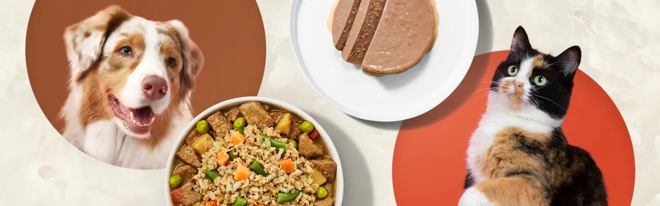 Dog and cat in circles next to plates of kibble