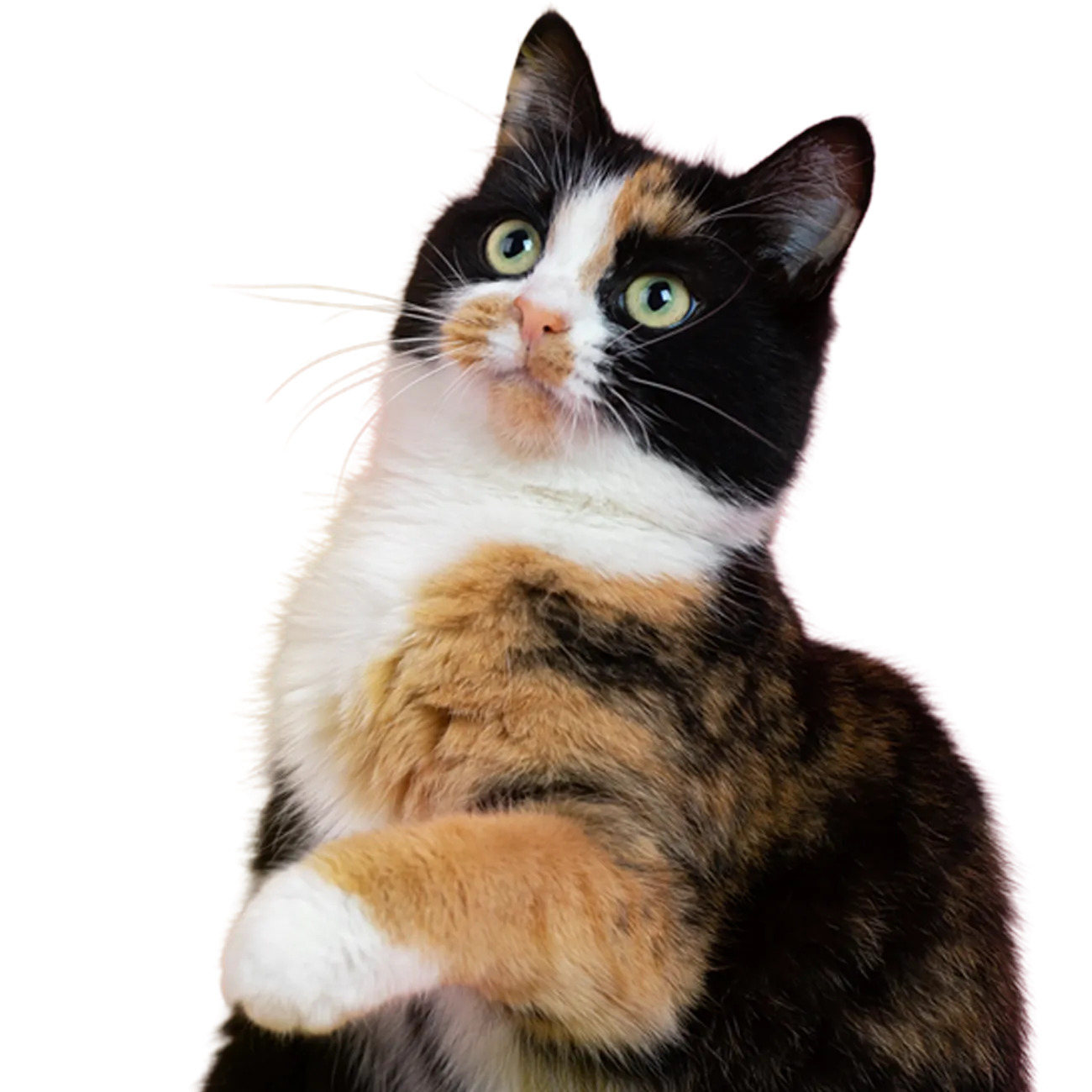 calico cat