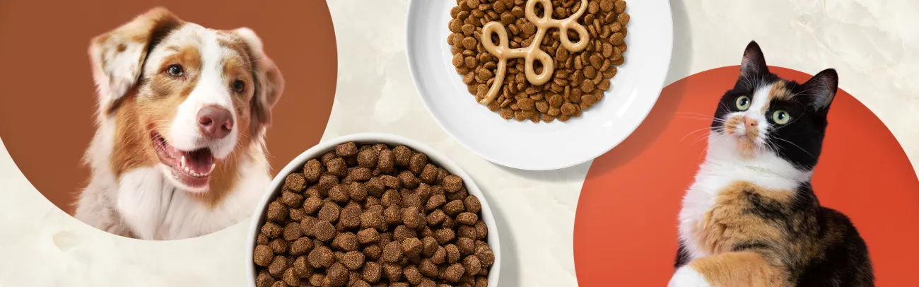 Dog and cat in circles next to plates of kibble
