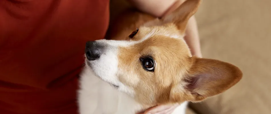 A corgi looking up.