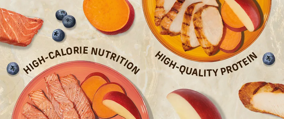 High-calorie nutrition. High-quality protein.