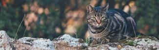 A cat sitting on a rock