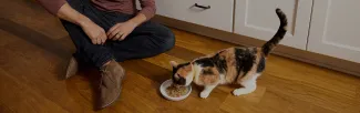 A cat eating from a bowl
