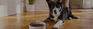 A dog lying on the floor next to a bowl of food