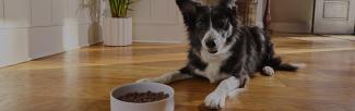 A dog lying on the floor next to a bowl of food