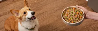 corgy being served a bowl of Fresh Selects dog food