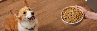 corgy being served a bowl of Fresh Selects dog food