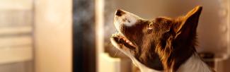 brown and white dog looking up
