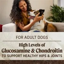 adult dog sitting on woman's lap