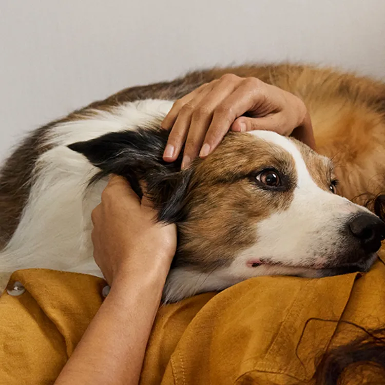 Person laying on couch petting dog that is laying on her chest