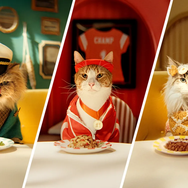 Cats dressed up and sitting at dinner table to with a plate of food