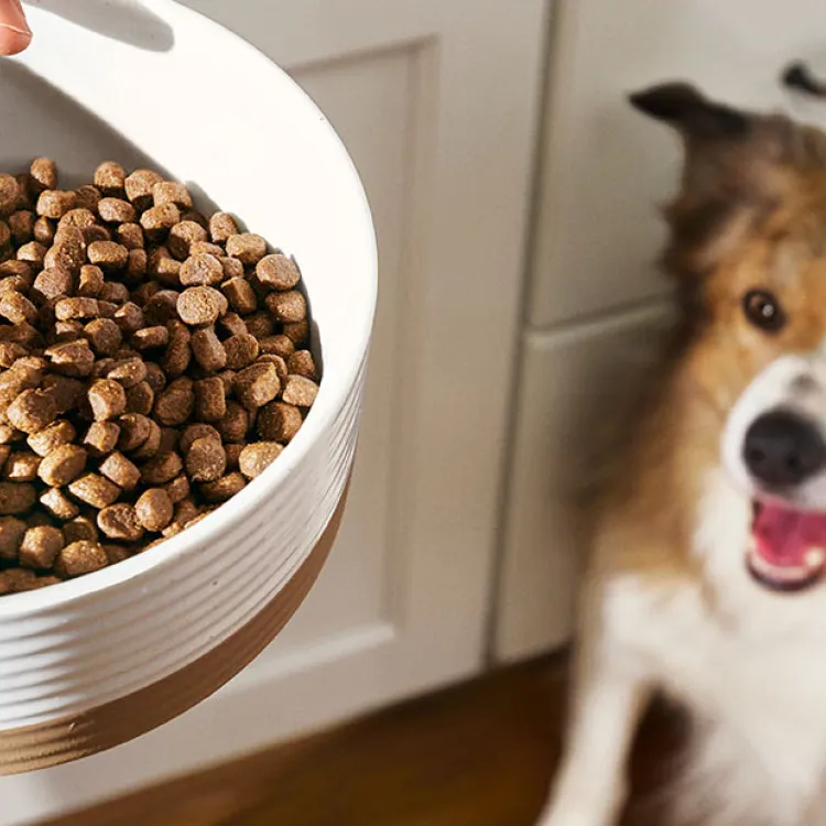 Person holding a bowl of merrick dog dry food as dog looks up smiling from below. 