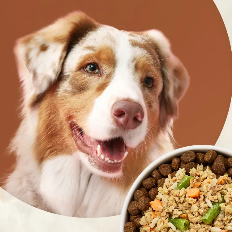 Merrick Dog and Cat Food