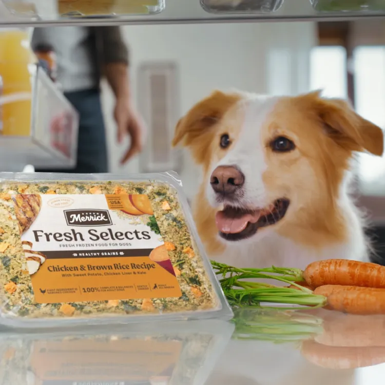 dog looking into a refrigerator and seeing Merrick Fresh Selects. 