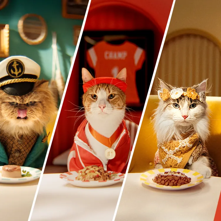 Cats dressed up and sitting at dinner table to with a plate of food